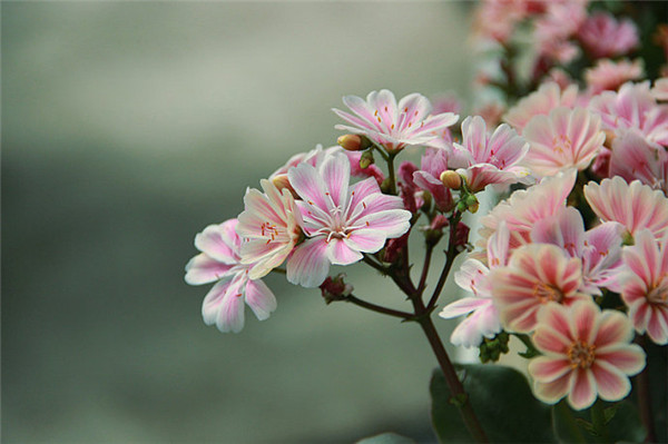 粉白相間露薇花