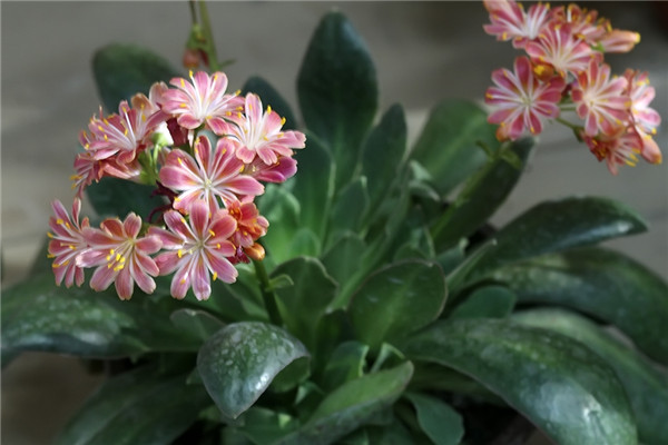 童話般的露薇花