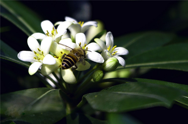 非洲茉莉與蜜蜂
