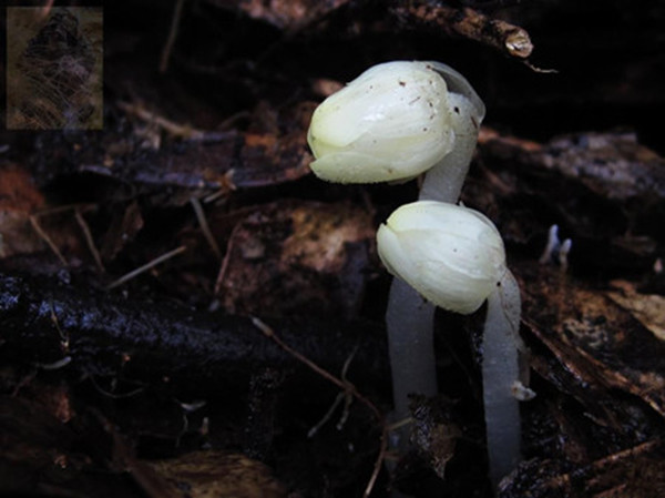 幽靈之花——水晶蘭圖片