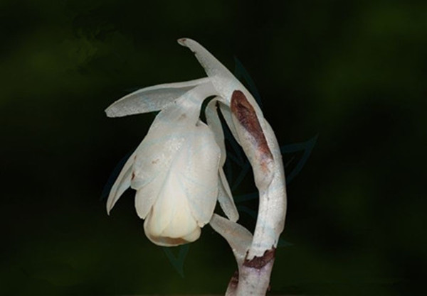 幽靈之花——水晶蘭圖片
