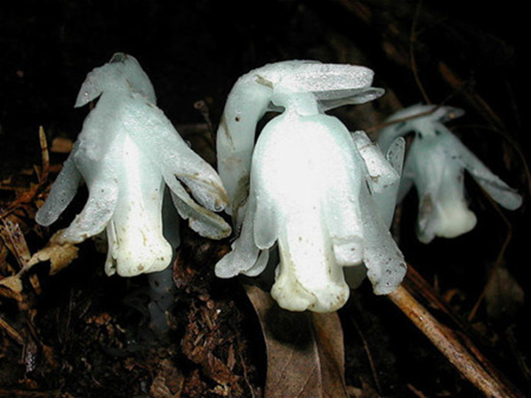 幽靈之花——水晶蘭圖片