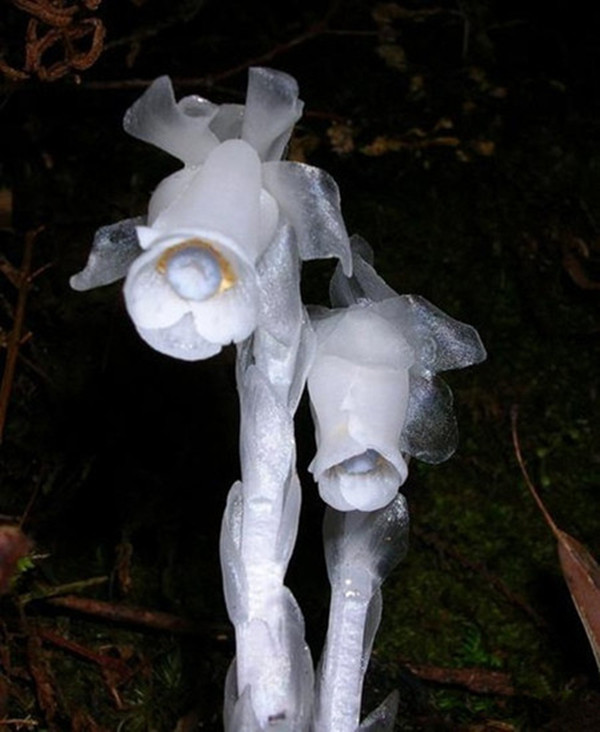 幽靈之花——水晶蘭圖片