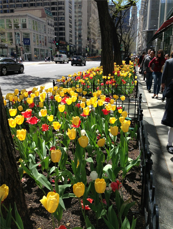 世界花后——郁金香美圖