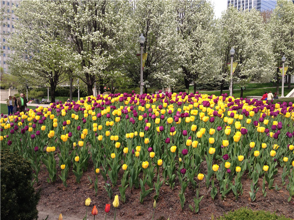 世界花后——郁金香
