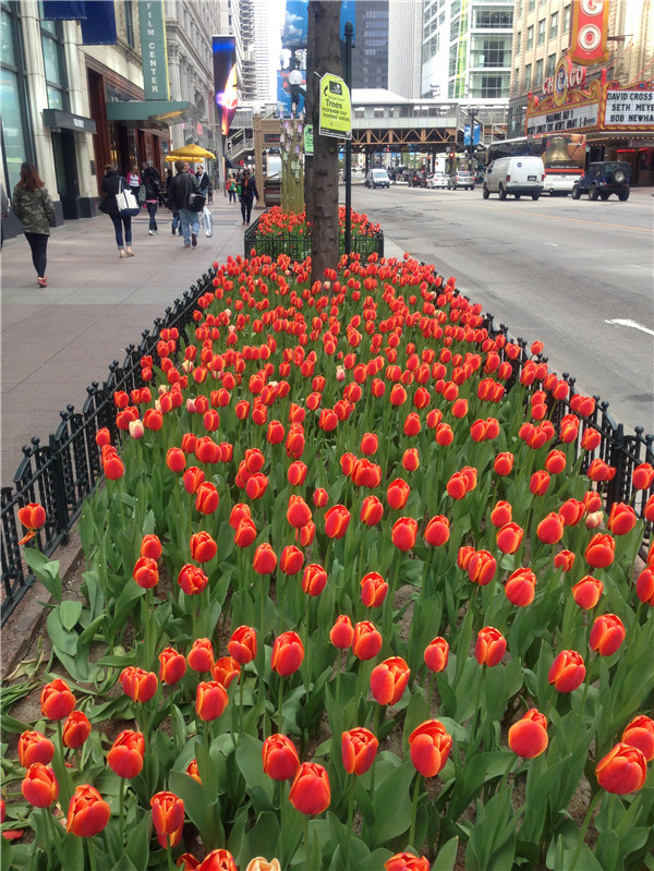 火紅色的郁金香