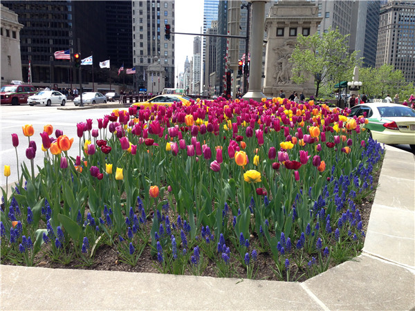 花壇里的郁金香