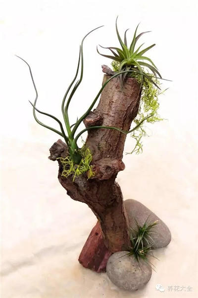 空氣鳳梨枯木造型