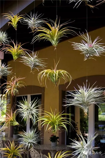 懸掛的空氣鳳梨