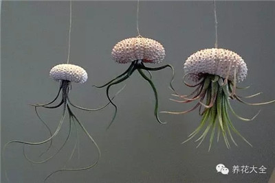 空氣鳳梨與貝殼