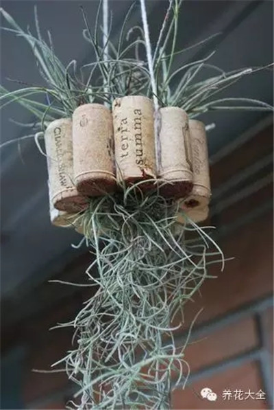 空氣鳳梨與軟木塞