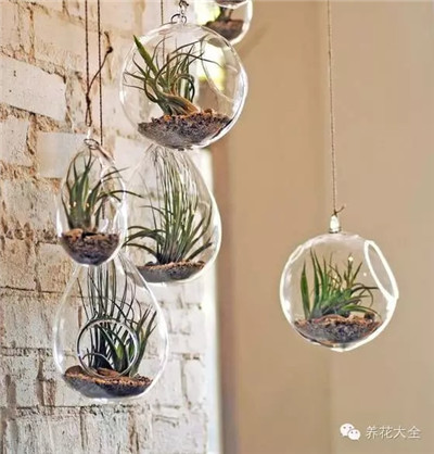 空氣鳳梨與玻璃瓶