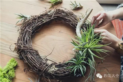 空氣鳳梨排排放