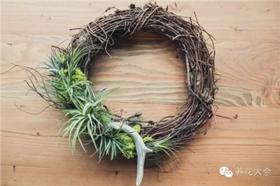 空氣鳳梨花環(huán)