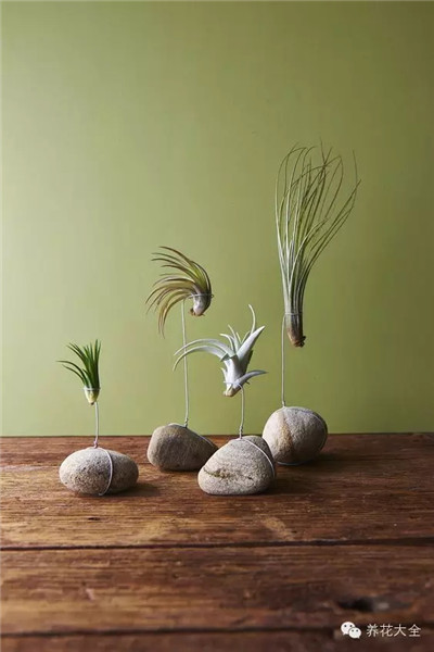 空氣鳳梨花環(huán)