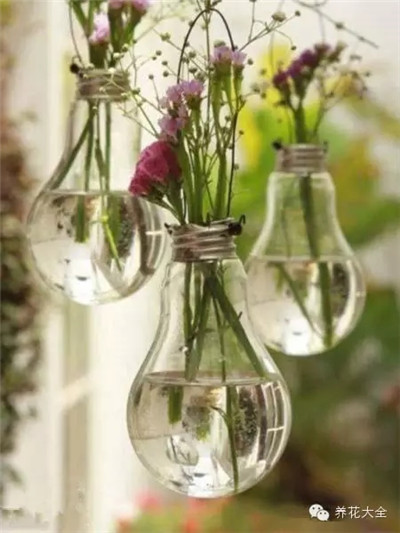 燈泡養(yǎng)花