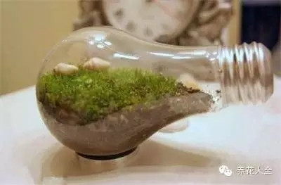 燈泡也能養(yǎng)花