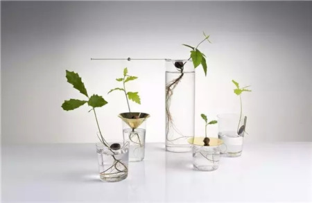 酒瓶花盆的鮮亮效應(yīng)