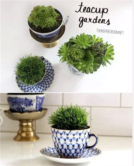 杯子花盆的盆身也很養(yǎng)眼