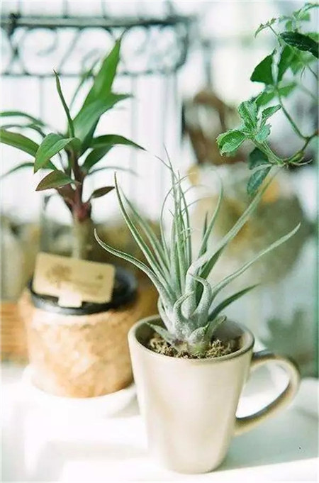 杯子花盆的隨意擱置