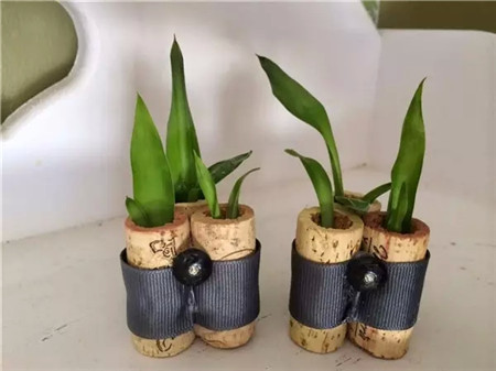 軟木塞也可做花盆驚呆你了嗎