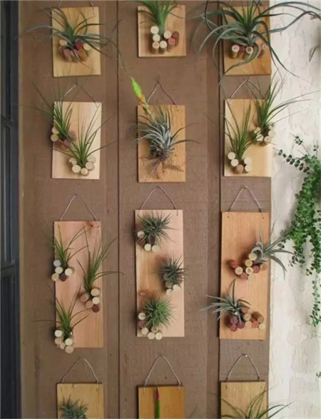 小巧精致的木塞花盆