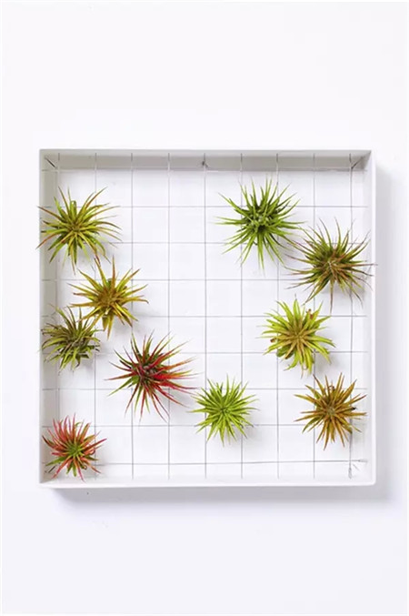 花盆還可以這樣，你造了嗎