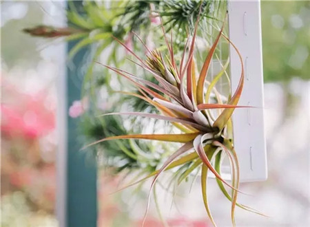 處處春意就是創(chuàng)意花盆的饋贈(zèng)