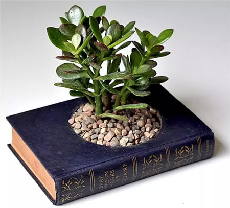 充滿書香氣息的花盆