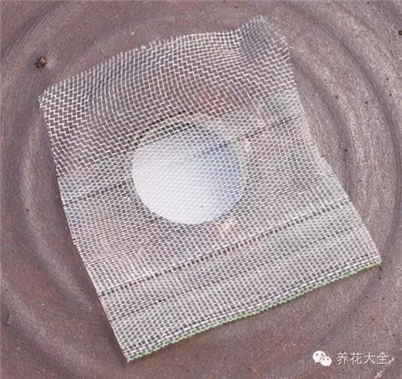 觀葉植物拼盤材料