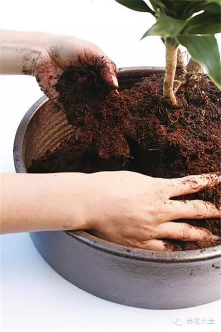 加入培養(yǎng)土