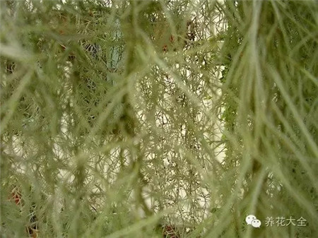 空氣鳳梨窗簾的養(yǎng)護(hù)方法