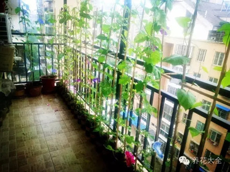 牽?；ù昂煹酿B(yǎng)護(hù)方法