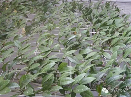 植物窗簾——球蘭