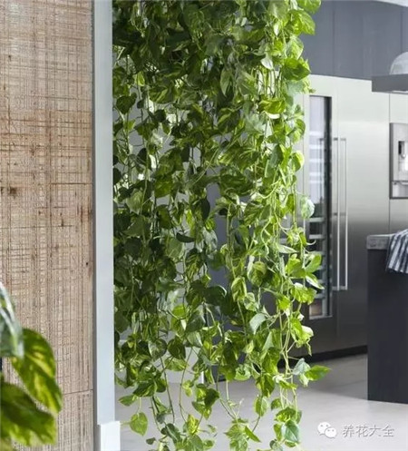綠蘿養(yǎng)護(hù)要點(diǎn)