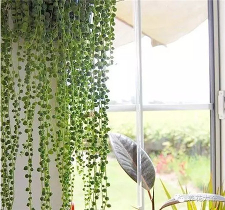 多肉植物窗簾——佛珠