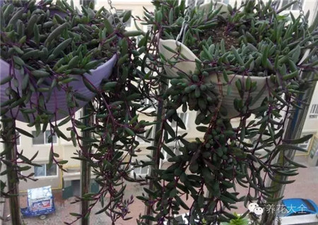 多肉植物窗簾——紫玄月