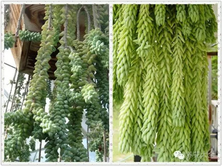 多肉植物窗簾——玉綴