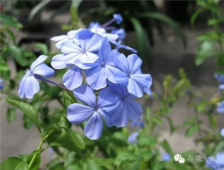 藍(lán)雪花習(xí)性