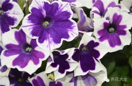 矮牽牛習(xí)性