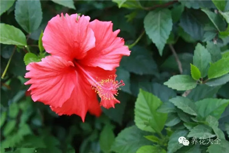 扶桑（朱槿、大紅花）