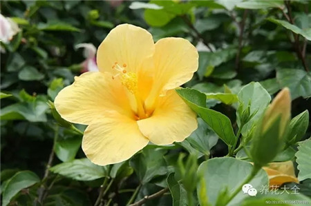 扶桑（朱槿、大紅花）習(xí)性