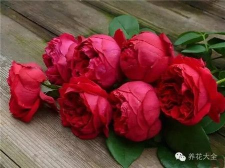 紅龍沙寶石習(xí)性