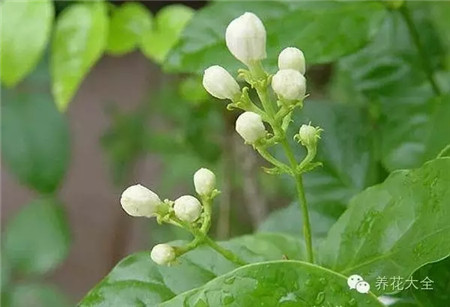 茉莉花習(xí)性