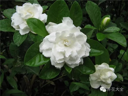 梔子花習(xí)性