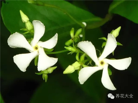 絡(luò)石（風(fēng)車茉莉）