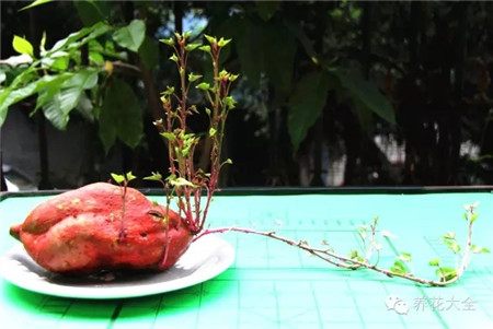 紅薯盆景圖片