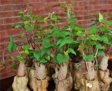 紅薯盆景，水培