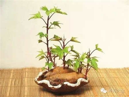 紅薯盆景圖片欣賞