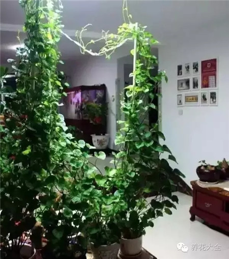 紅薯長大了，藤蔓顯秀麗